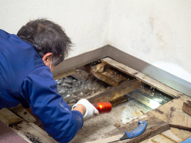 Best Mold Removal Company Near Me  in St Augustine, FL