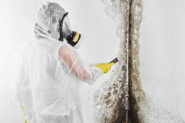 Best Fast Mold Removal  in St Augustine, FL