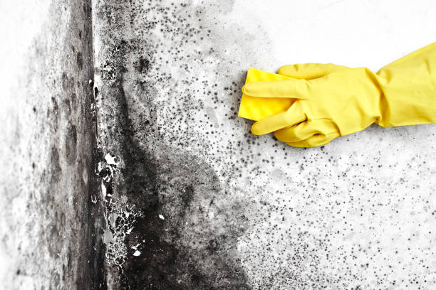 Best Attic Mold Removal  in St Augustine, FL