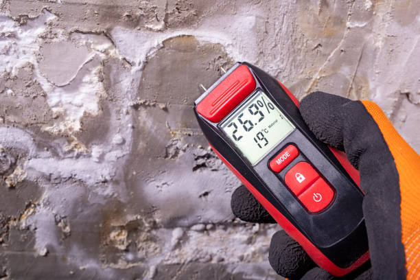Best Black Mold Removal  in St Augustine, FL