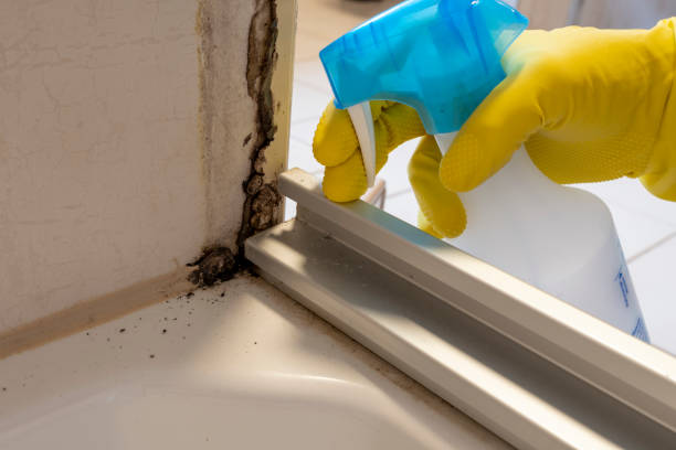 Best Residential Mold Removal  in St Augustine, FL