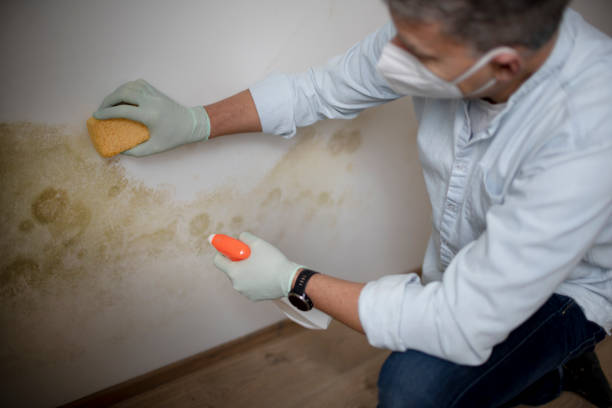 Best Local Mold Removal Service  in St Augustine, FL