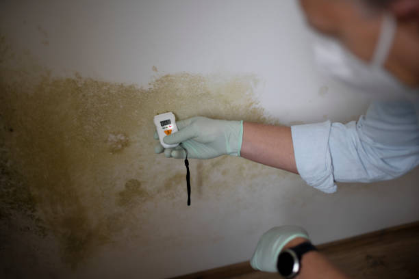 Office Mold Removal Services in St Augustine, FL