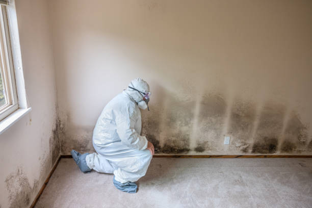 Reliable St Augustine, FL Mold Removal Solutions