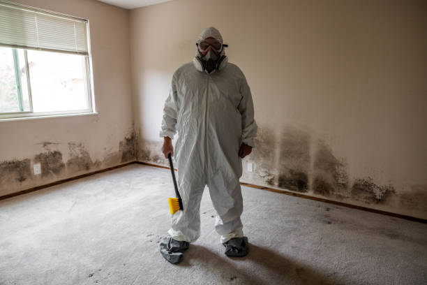 Best Certified Mold Removal  in St Augustine, FL