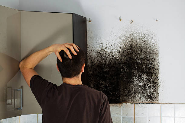 Best Mold Removal Process  in St Augustine, FL