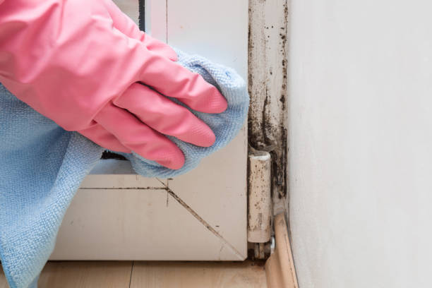 Best Office Mold Removal Services  in St Augustine, FL
