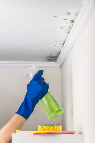 Best Toxic Mold Removal  in St Augustine, FL